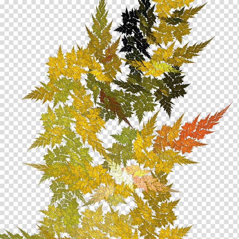 Tree Plant Leaf, fern transparent background PNG clipart