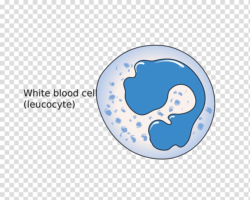White blood cell Red blood cell Immune system, cell transparent background PNG clipart