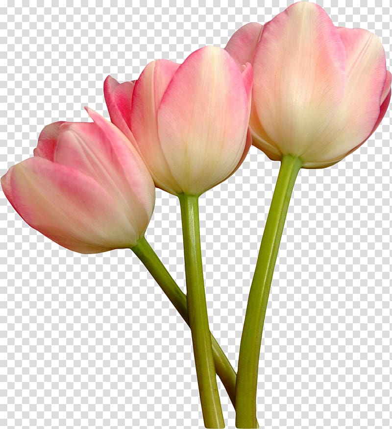Tulip mania Cut flowers Blue rose, tulip transparent background PNG clipart