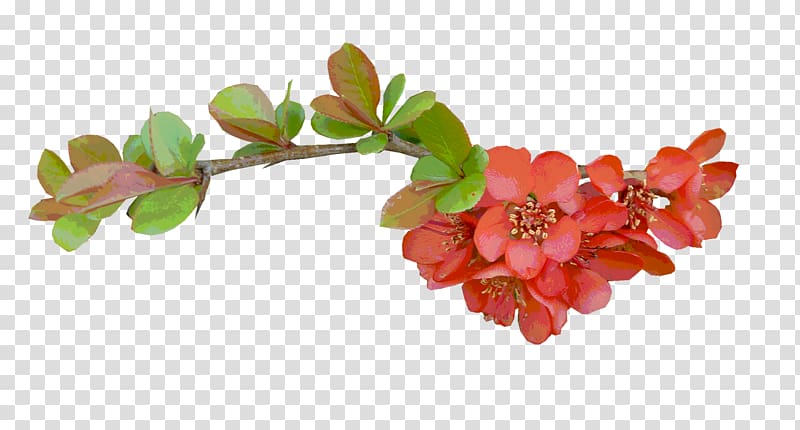 Flower Color, Red pomegranate transparent background PNG clipart