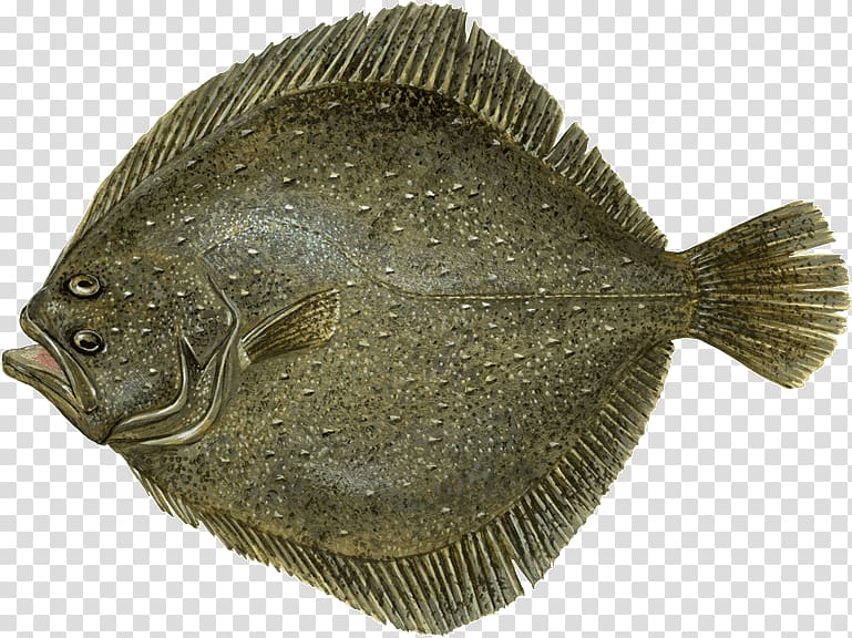 Flounder Fish and chips Sole Turbot, Chesapeake Blue Crab transparent background PNG clipart