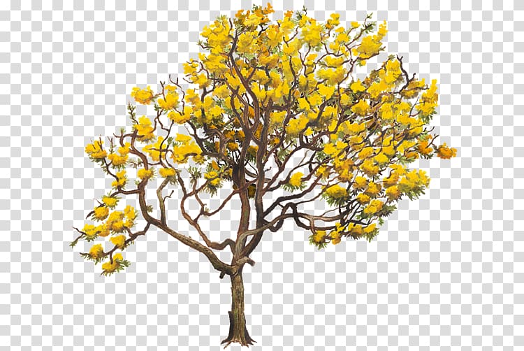 Yellow Tabebuia chrysantha Twig Tabebuia aurea Tree, tree transparent background PNG clipart