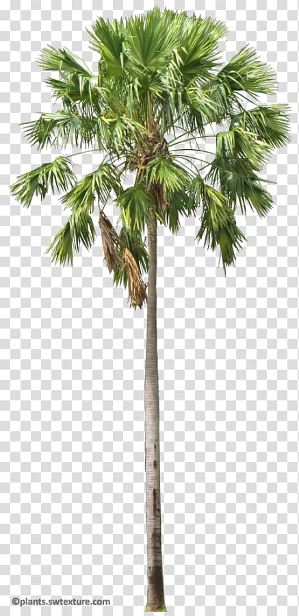 Asian palmyra palm Arecaceae Saribus rotundifolius Livistona Areca palm, tree transparent background PNG clipart