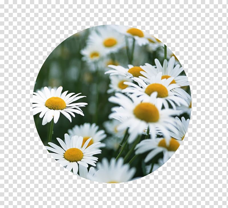 Common daisy Birth flower Daisy family Floral design, lily of the valley transparent background PNG clipart