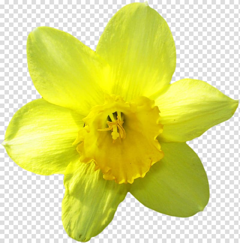 Narcissus jonquilla IFolder Daffodil LiveInternet Petal, others transparent background PNG clipart