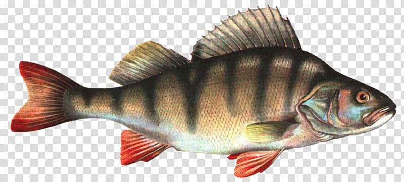 Seafood Common carp Carassius Fish as food, Fish transparent background PNG clipart