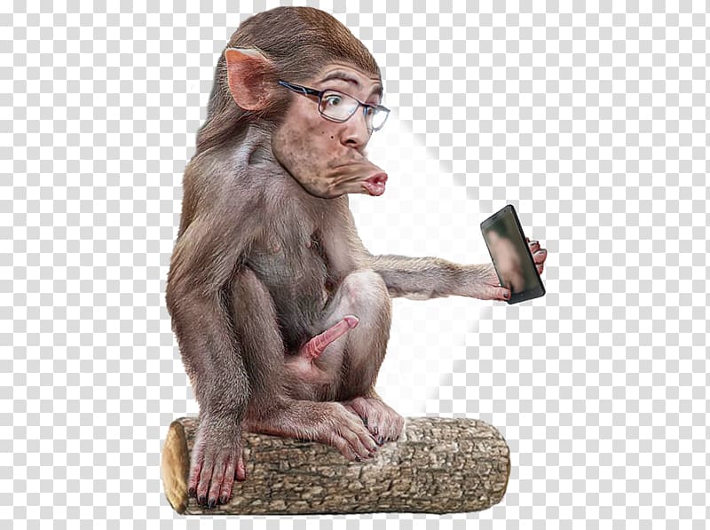 Common chimpanzee Primate Ape Macaque Cercopithecidae, selfie transparent background PNG clipart