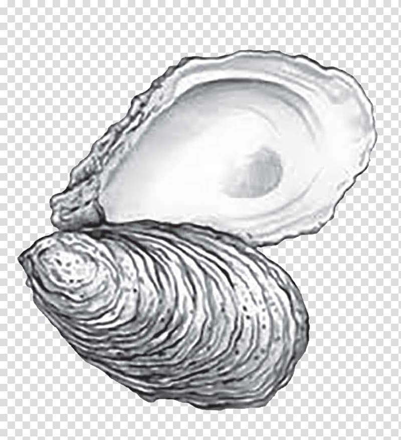Eastern oyster Cape Fear CREW: 2018 Annual Oyster Roast Drawing Sketch, seashell transparent background PNG clipart