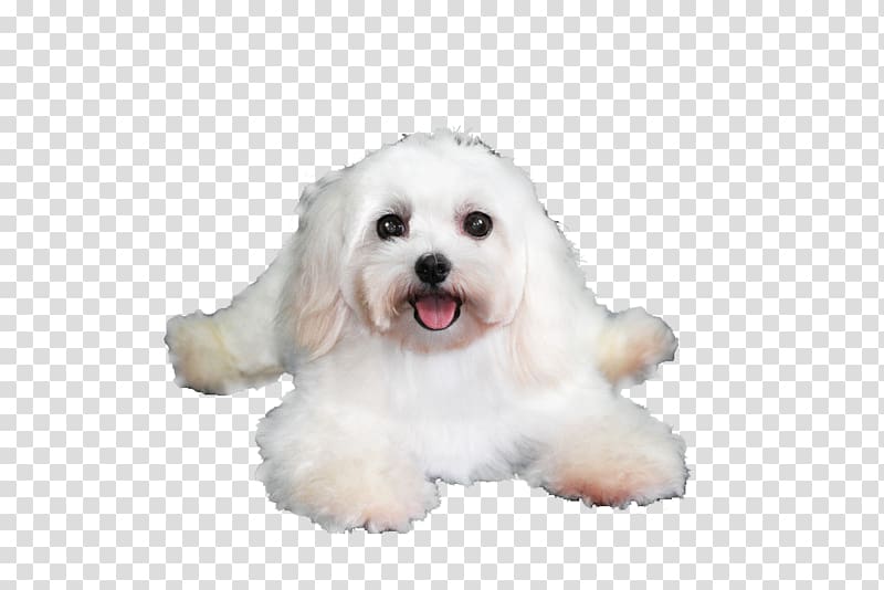 Maltese dog Havanese dog Coton de Tulear Bolognese dog Bichon Frise, lying on the floor puppy transparent background PNG clipart