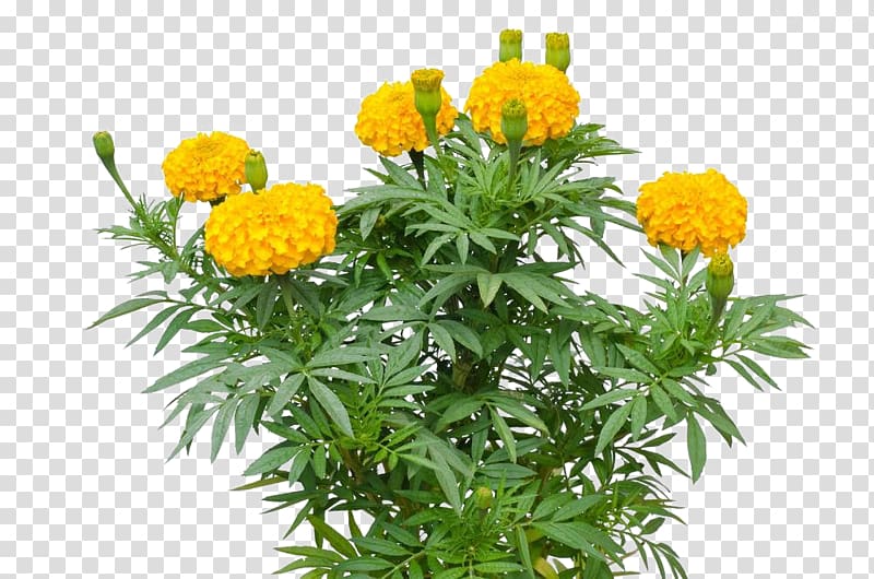 marigold flower transparent background PNG clipart