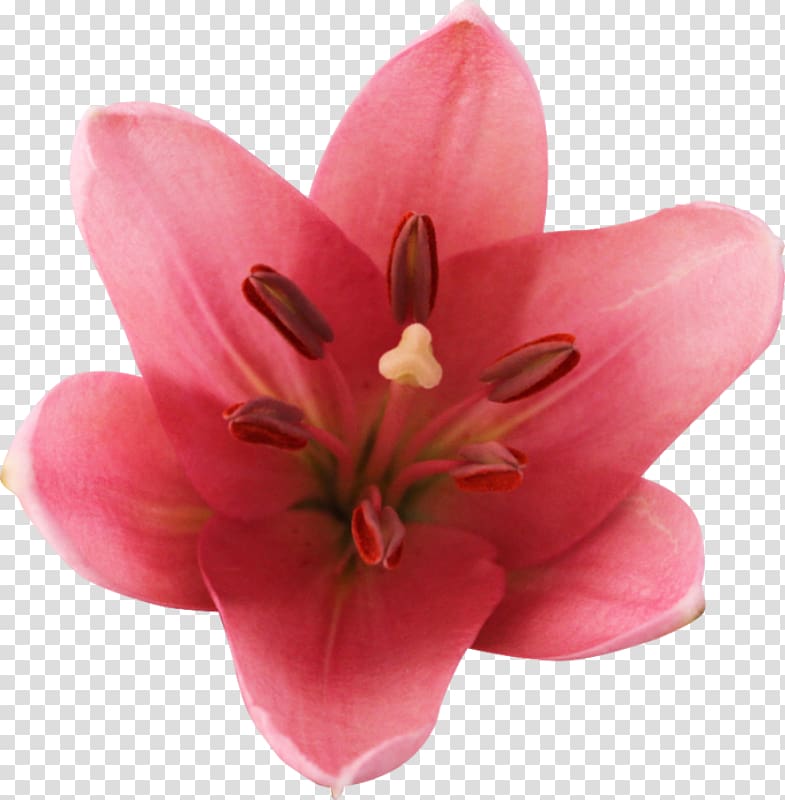 Lilium Cut flowers Blog Email, flower transparent background PNG clipart