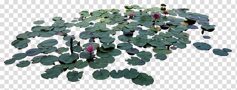 , Lotus leaf transparent background PNG clipart