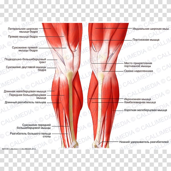 Knee Human body Muscle Human leg Muscular system, respiratory tract transparent background PNG clipart