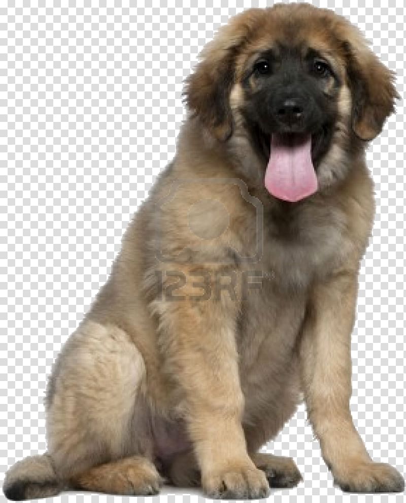 Leonberger Puppy German Shepherd Labrador Retriever Spanish Water Dog, golden retriever transparent background PNG clipart