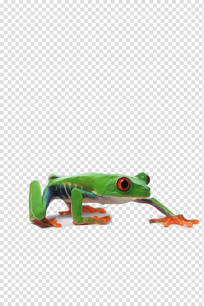 Edible frog Grenouille verte, Green Frog transparent background PNG clipart