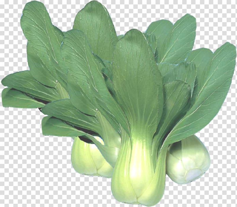 Chinese cabbage Choy sum Vegetable Napa cabbage, A cabbage transparent background PNG clipart