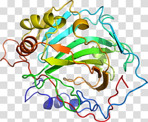 Line Point Organism , line transparent background PNG clipart thumbnail