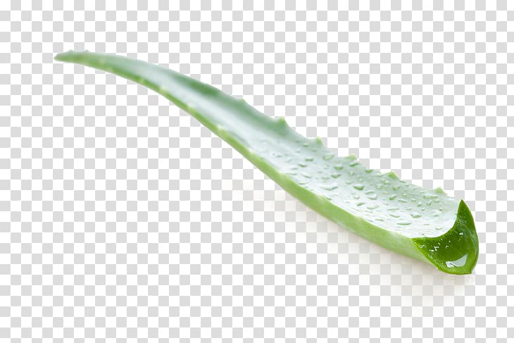Aloe vera Aloe arborescens Kniphofia uvaria Aloe polyphylla Aloin, Aloe transparent background PNG clipart