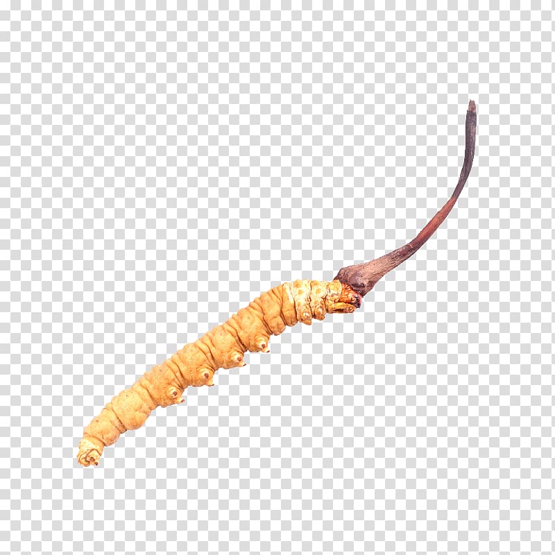 Chinese medicine Cordyceps sinensis transparent background PNG clipart