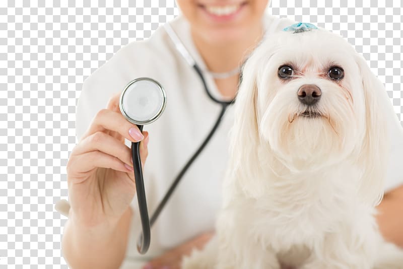 pet hospital transparent background PNG clipart