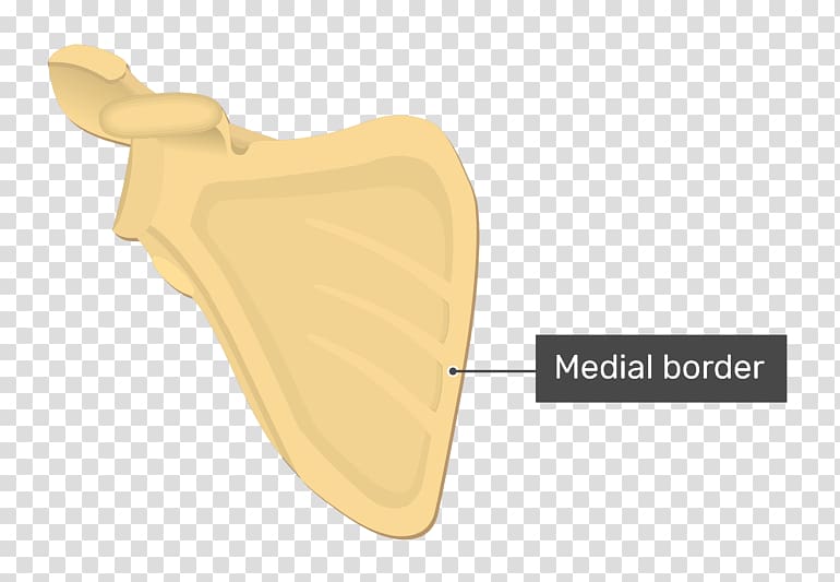 Product design Angle, medial border of scapula transparent background PNG clipart