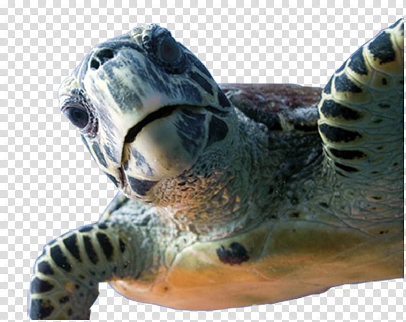 Dive Wishes & More Loggerhead sea turtle HONTZA MUSEOA FUNDAZIOA Underwater diving, Ciencia transparent background PNG clipart