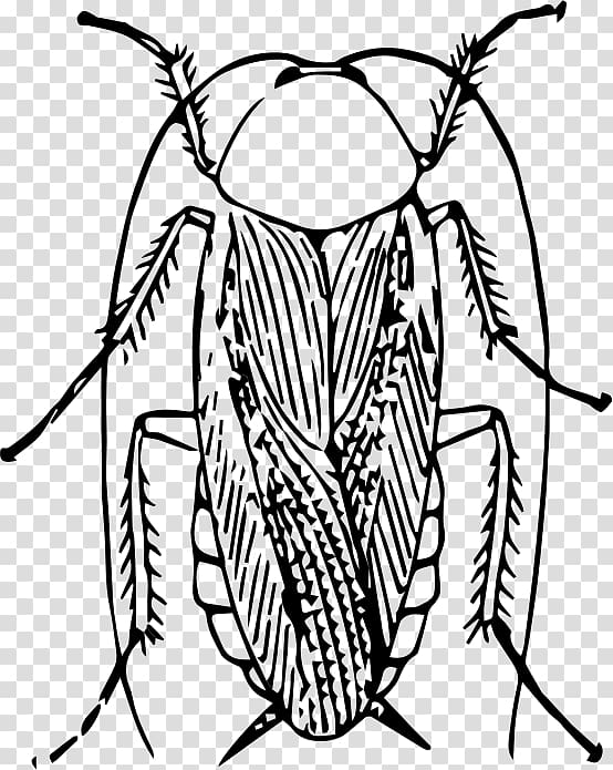 Cockroach Insect Drawing , cockroach transparent background PNG clipart