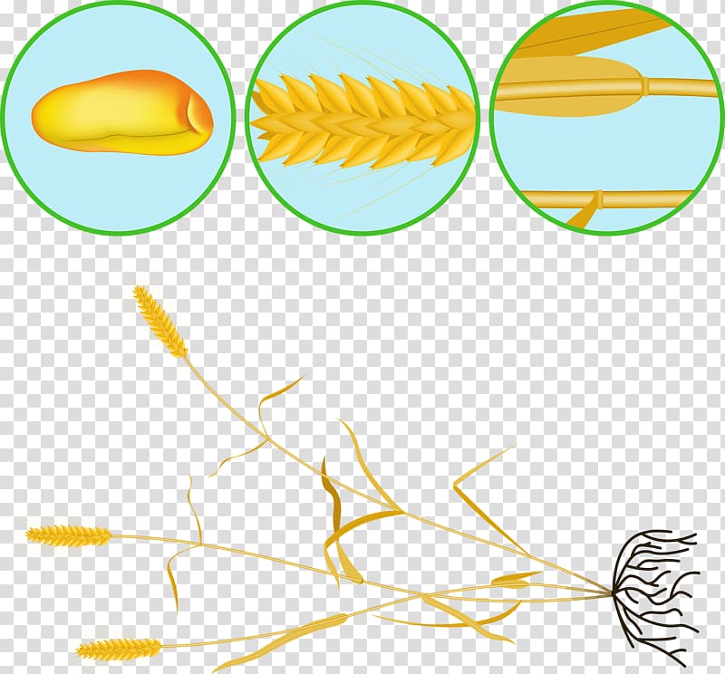 Albom , Hand-painted wheat transparent background PNG clipart