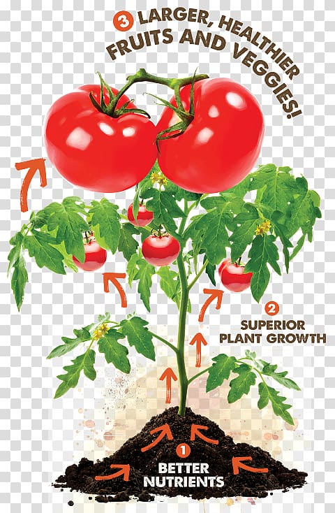 Cherry tomato Grow the Best Tomatoes Food Nutrient, tomato plant pests transparent background PNG clipart