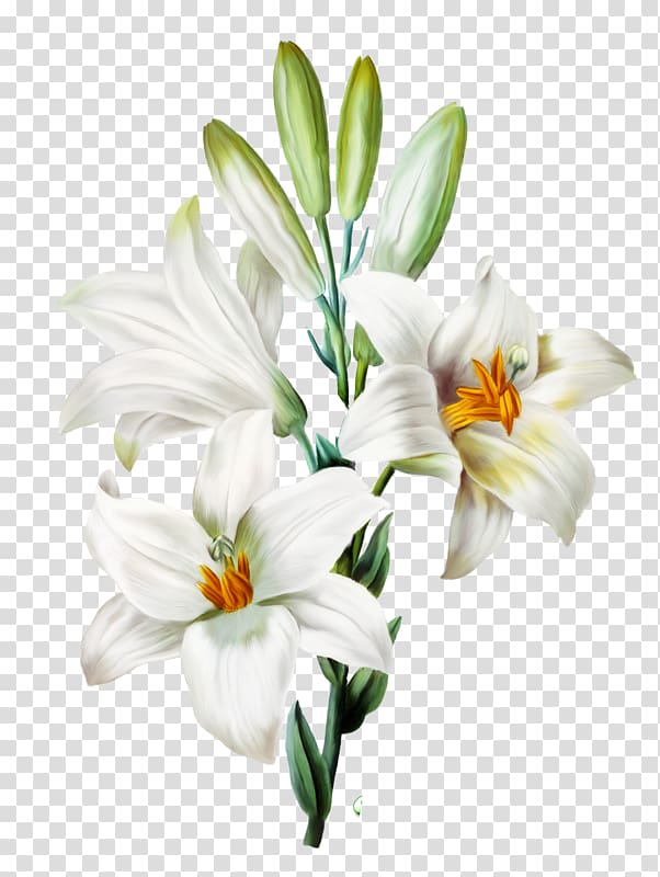white stargazer flowers, Madonna Lily Arum-lily Easter lily Orange lily Flower, flower transparent background PNG clipart