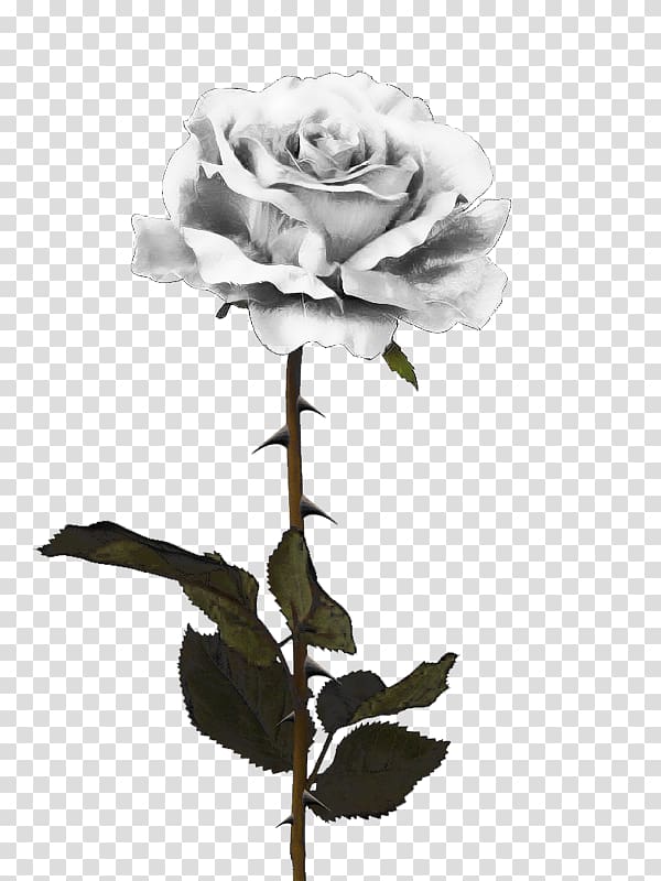 Black rose , white roses transparent background PNG clipart