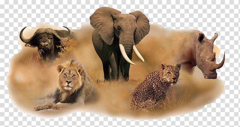 Tanzania South Africa Big five game Lion Leopard, national park transparent background PNG clipart