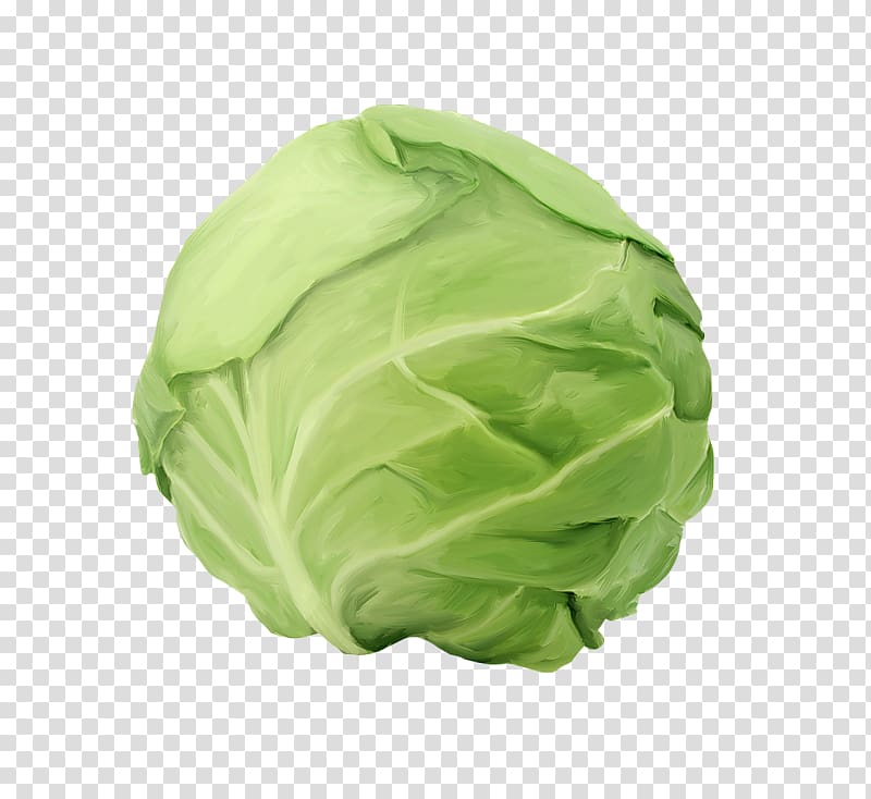 Cabbage roll Capitata Group Kraut Vegetable Food, vegetable transparent background PNG clipart