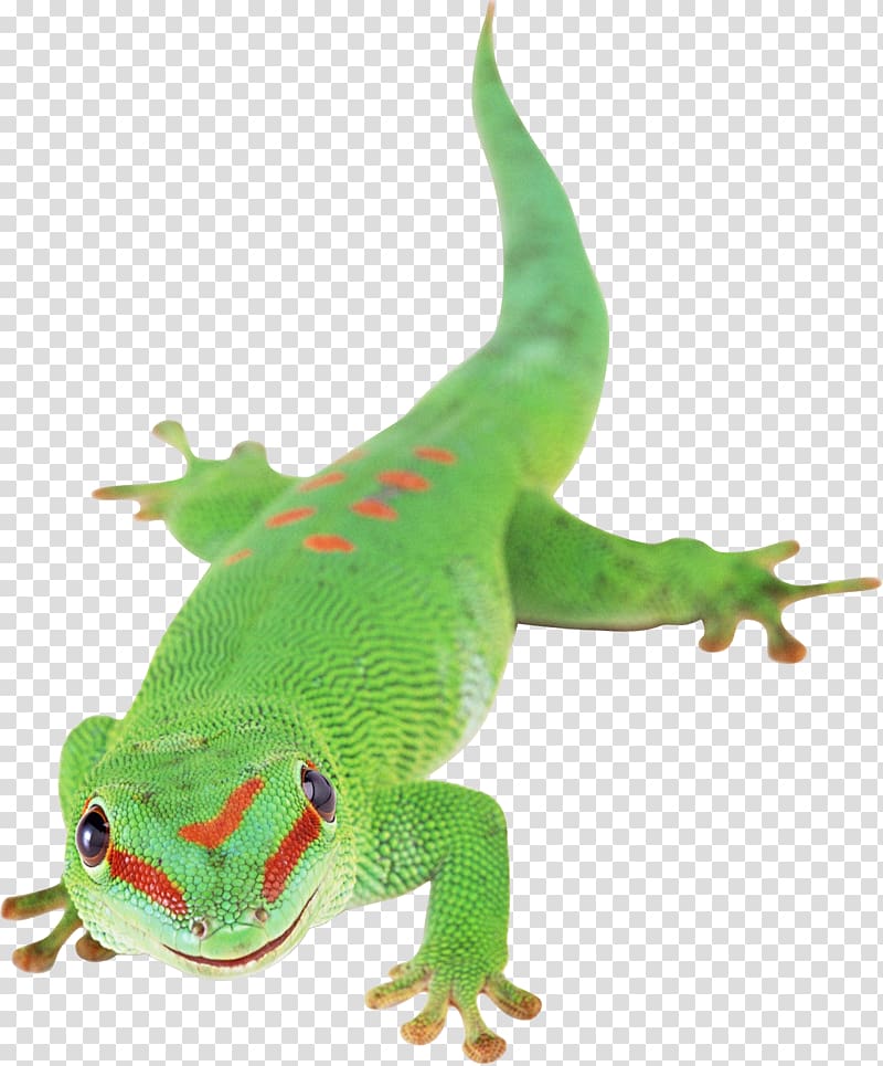 Lizard Reptile Chameleons, Lizard transparent background PNG clipart