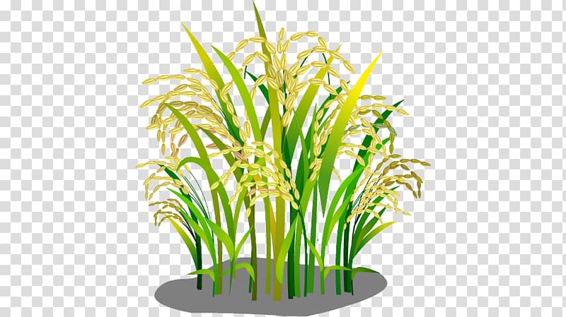 Oryza sativa Rice Google , Rice transparent background PNG clipart