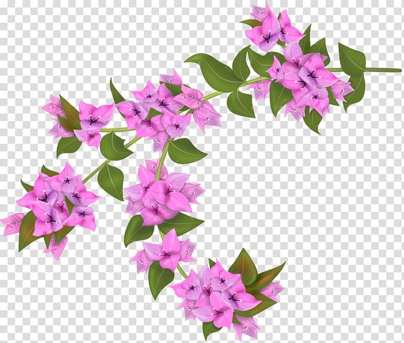 pink flowers illustration, Flower Bougainvillea glabra Plant, bougainvillea transparent background PNG clipart
