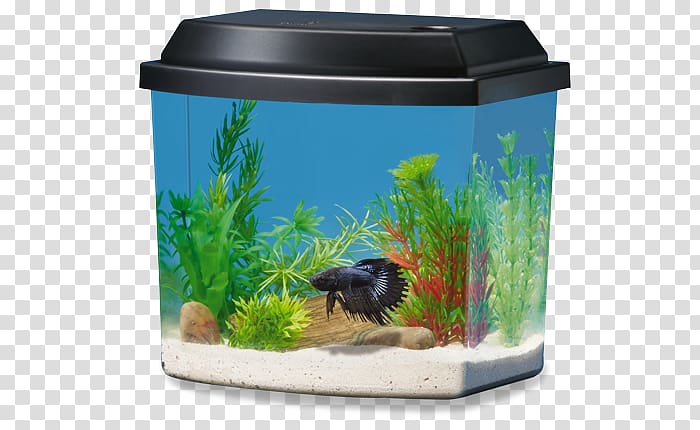 Siamese fighting fish Ranchu Aquarium PetSmart Heater, Aquarium Decor transparent background PNG clipart