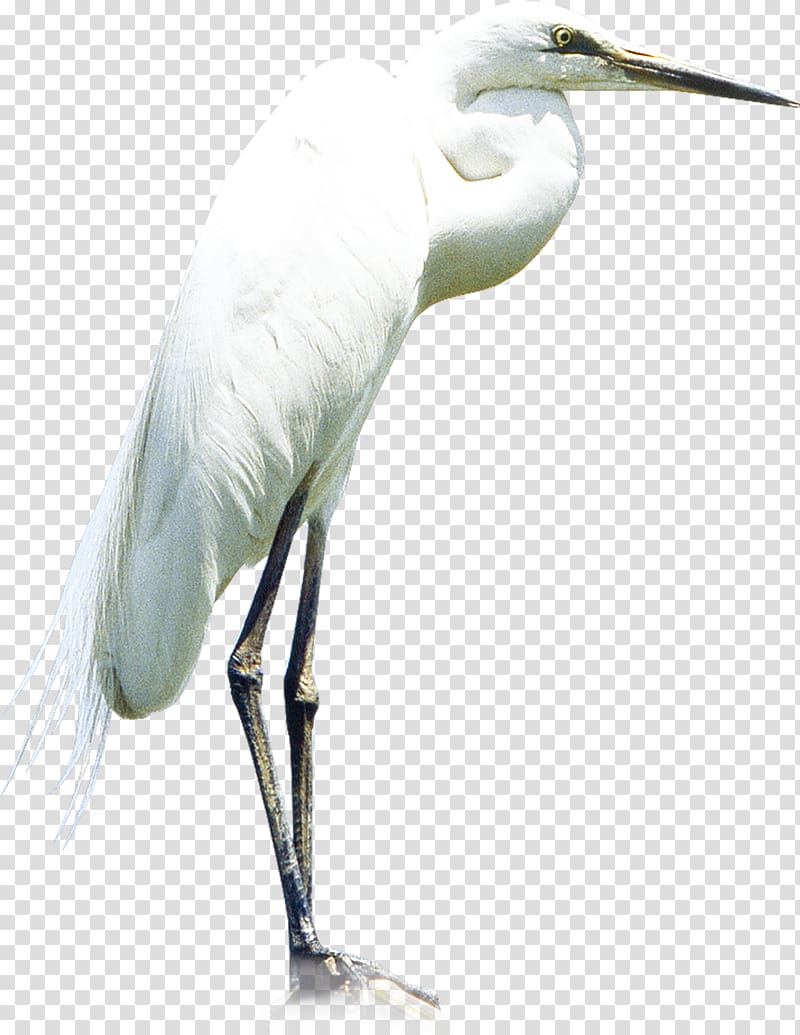 Heron Little egret Great egret, Crane transparent background PNG clipart