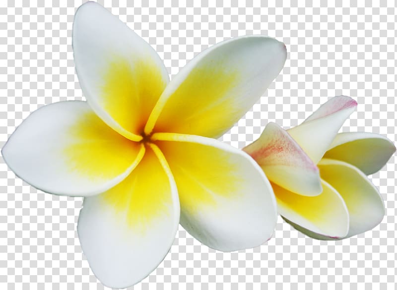 two white plumeria flowers, Champak Plumeria rubra Flower , spa transparent background PNG clipart