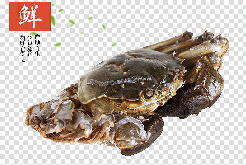 Yangcheng Lake Chinese mitten crab Seafood, crab transparent background PNG clipart