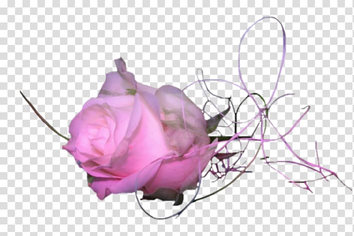 Garden roses Cabbage rose Computer Icons Cut flowers, others transparent background PNG clipart