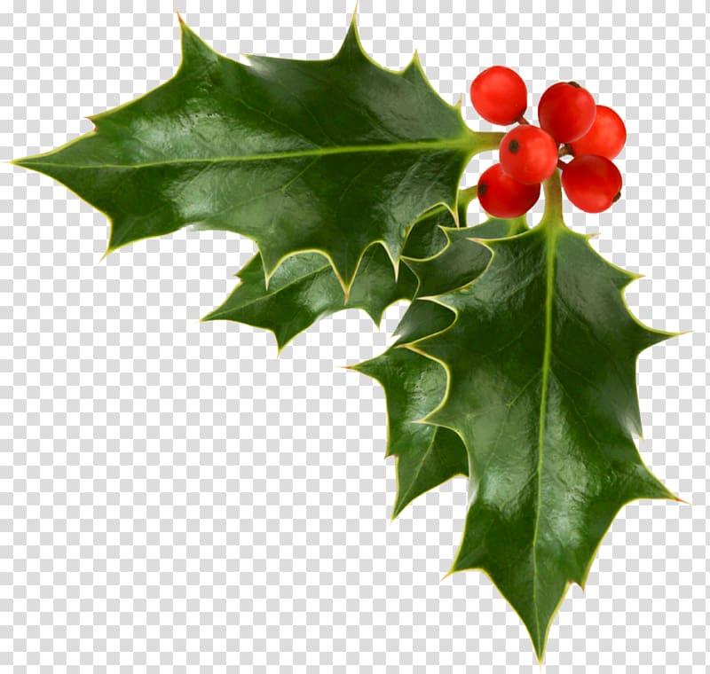 Christmas decoration Common holly Christmas ornament , holly illustration material transparent background PNG clipart