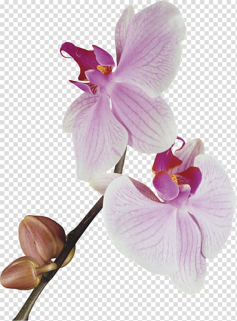 Orchids , orchid transparent background PNG clipart