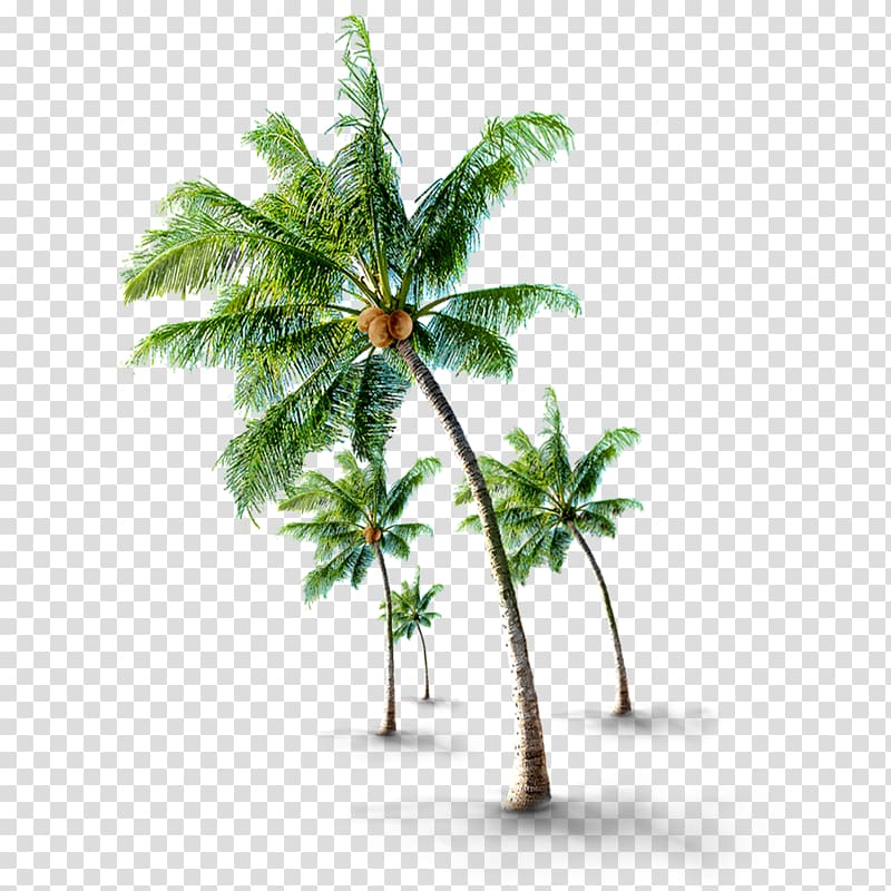 coconut grove transparent background PNG clipart
