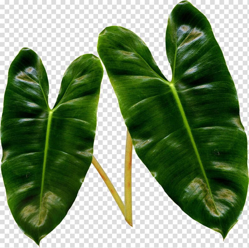 Leaf Liana Plant stem , banana transparent background PNG clipart