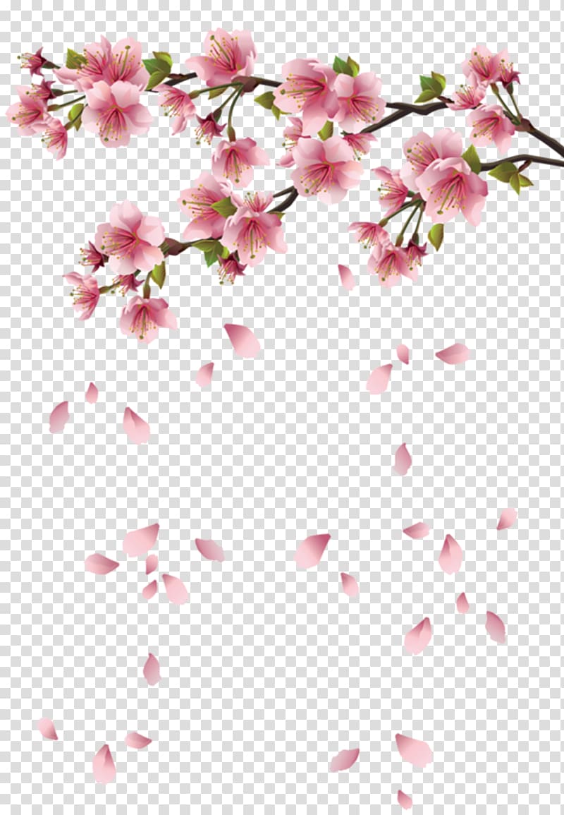 Cherry blossom Flower Petal, cherry blossom transparent background PNG clipart