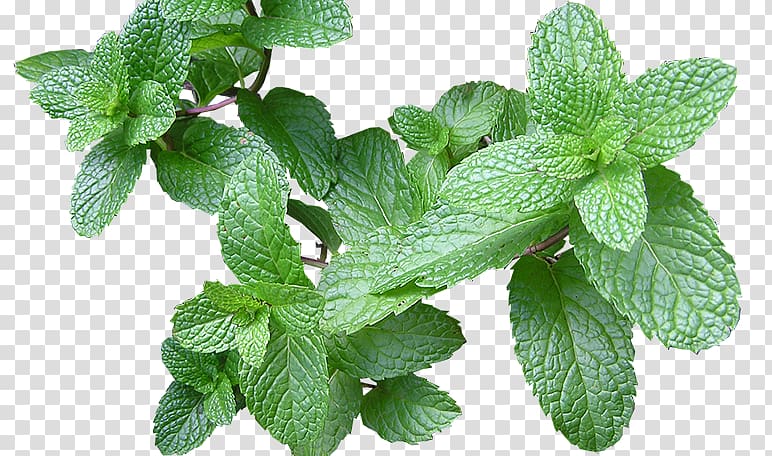 Dog Mint Remedio Herbaceous plant Flatulence, herbal plants transparent background PNG clipart