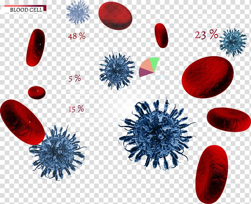 Red blood cell Euclidean , red blood cells transparent background PNG clipart