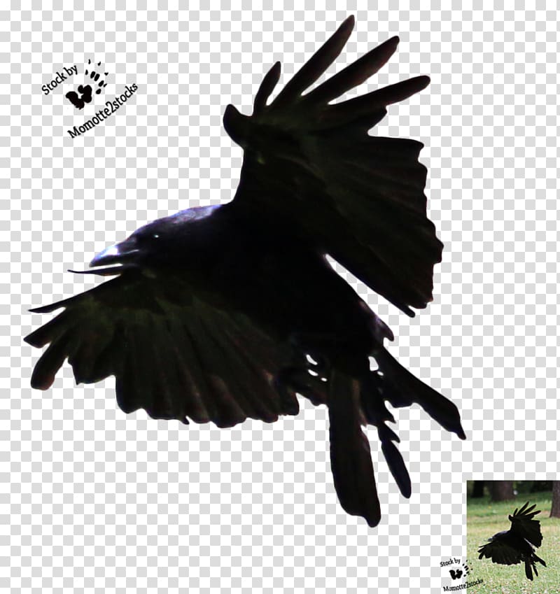 American crow Bird Flight Art, Flying Crow transparent background PNG clipart