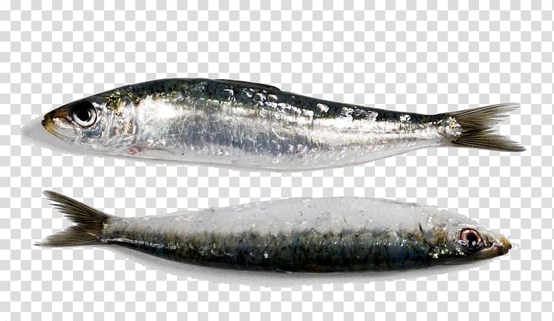Sardine Swordfish European pilchard Seafood, SARDINES transparent background PNG clipart